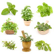 Photo: collection of fresh herbs - collage collection of fresh herbs - collage