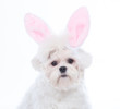 Bunny Maltese