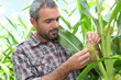 Farmer looking at sweetcorn in a field