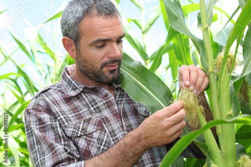Photo: Farmer looking at sweetcorn in a field Farmer looking at sweetcorn in a field