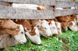 Foto: calves eating green grass calves eating green grass