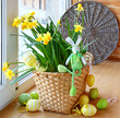 Narcissus with an easters rabbit and egg in a basket