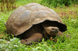 Riesenschildkröte