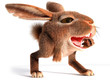 Hare shouts