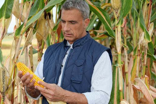 Photo: farmer watching a corncob in a cornfield farmer watching a corncob in a cornfield