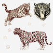 Vektor Set: Tiger Gestalten und Kopf