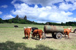 Czech Republic - stronghold Trosky in Cesky raj with cows