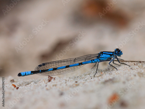 Photo: Closeup of blue dragonfly Closeup of blue dragonfly