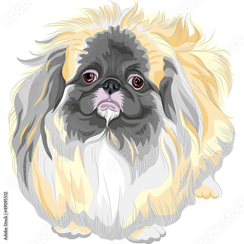 Vector: vector pedigreed dog Sable Pekingese breed vector pedigreed dog Sable Pekingese breed