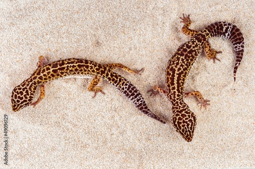 Photo: Two little geckos in the sand Two little geckos in the sand