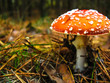 Fliegenpilz