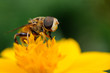 Sirfido - (syrphidae)