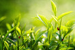 Tea Leaf with Plantation in the Background