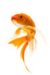 Golden Koi Fish