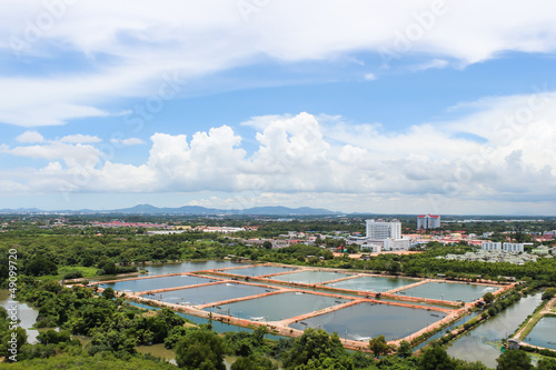 Photo: The Shrimp farming The Shrimp farming