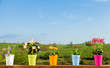 Foto: Potted flowers Potted flowers