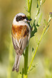 a male of penduline tit close-up / Remiz pendulinus