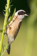 a male of penduline tit close-up / Remiz pendulinus