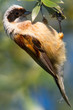 a male of penduline tit close-up / Remiz pendulinus