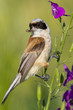 a male of penduline tit close-up / Remiz pendulinus