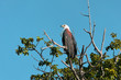Chobe river african fish eagle
