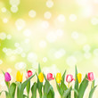 Foto: Row of tulips Row of tulips
