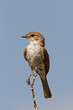 Marico flycatcher perched on twig; Bradornis mariquensis
