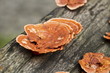 glossy ganoderma, Ganoderma lucidum
