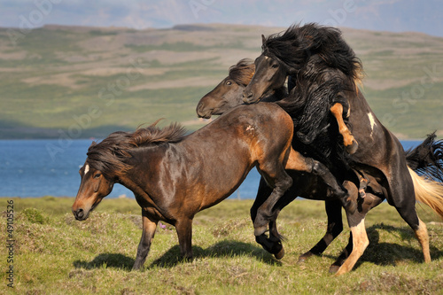 Photo: Icelandic horses quarreling. Icelandic horses quarreling.