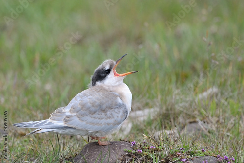 Photo: Juvenile Arctic Tern screaming for food. Juvenile Arctic Tern screaming for food.
