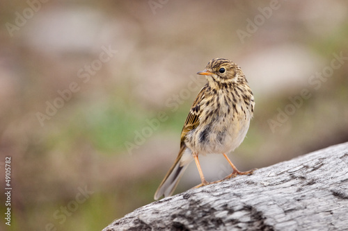 Photo: Meadow Pipit Meadow Pipit