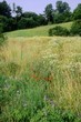 Ackerrandstreifen mit Klatschmohn