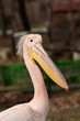 Pelican