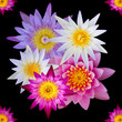 Isolated top view of colorful lotus flowers.