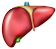 Liver, detailed anatomy, medical illustration