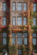 Vine Covered Building