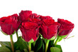 rote Rosen als Strauß vor weißen Hintergrund