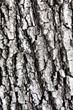 Bark texture