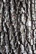 bark texture