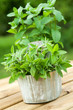 Foto: fresh mint fresh mint