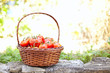 Foto: Tomatos from the farm Tomatos from the farm