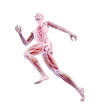 Sport anatomy - runner