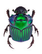 Dung beetle Oxysternon conspicillatum