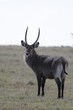 Waterbuck (Kobus ellipsiprymnus defassa), lake Nakuru, Kenya