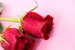 Red roses with water drops isolated on pink
