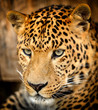 Leopard portrait