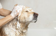 Bathroom to a dog