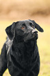 Photo: Black Labrador Portrait Black Labrador Portrait