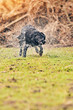 Photo: Black Labrador Shaking Water Black Labrador Shaking Water