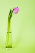 Rosa Tulpe in der Vase